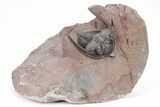 Detailed Zlichovaspis Trilobite - Excellent Preparation #210226-2